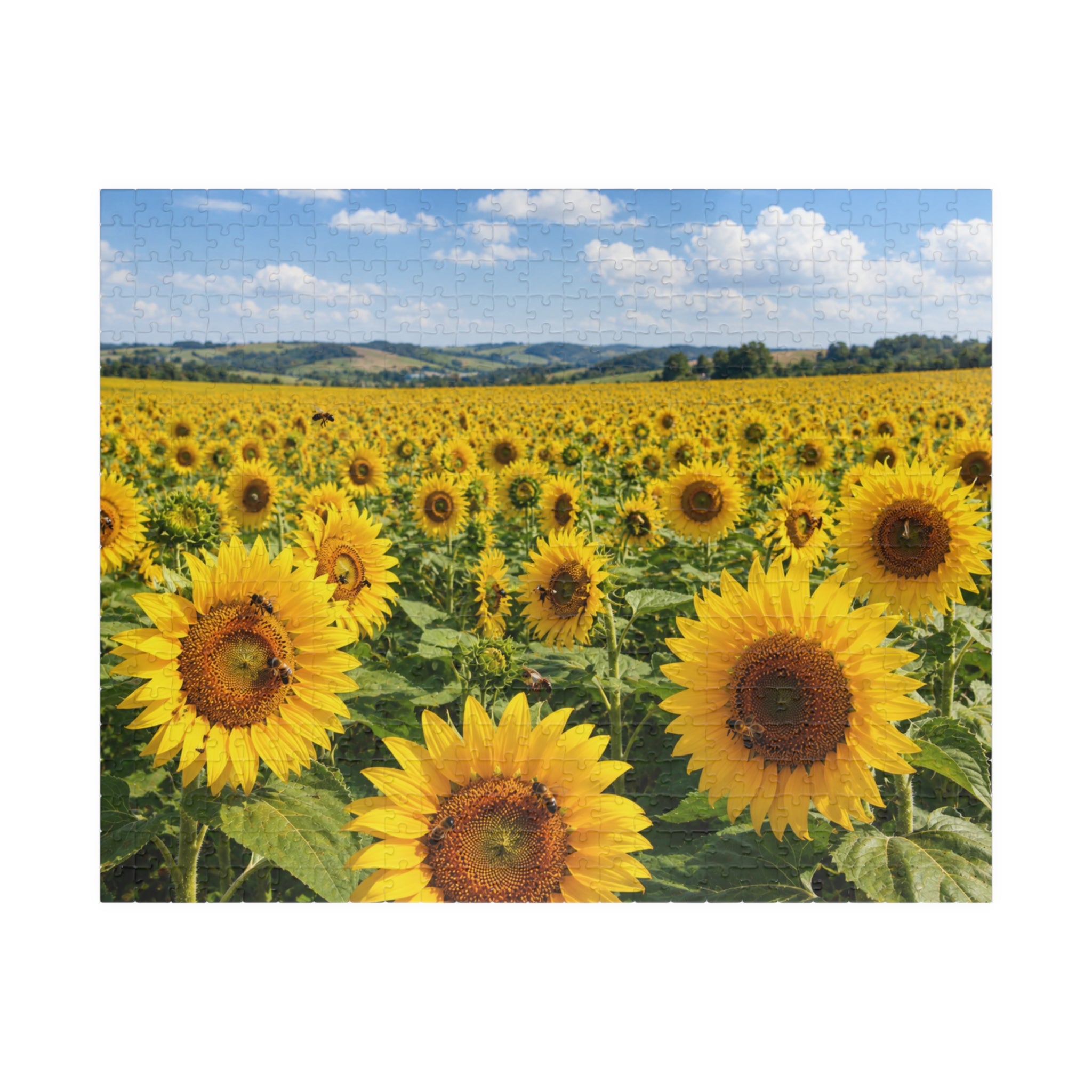 Sunflower Field Puzzle, Sunflower Gift, Sunflower Jigsaw Puzzle, Family Game, 252/520/1014-piece