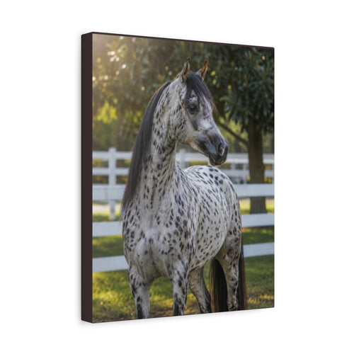 Appaloosa Horse Canvas Wall Art, Spotted Equestrian Decor, Rustic Farmhouse Print